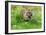 Tiger Amongst Dandelion Clocks-Martin Fowkes-Framed Giclee Print