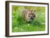 Tiger Amongst Dandelion Clocks-Martin Fowkes-Framed Giclee Print