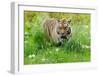 Tiger Amongst Dandelion Clocks-Martin Fowkes-Framed Giclee Print