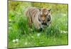 Tiger Amongst Dandelion Clocks-Martin Fowkes-Mounted Giclee Print