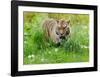 Tiger Amongst Dandelion Clocks-Martin Fowkes-Framed Giclee Print