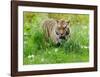 Tiger Amongst Dandelion Clocks-Martin Fowkes-Framed Giclee Print