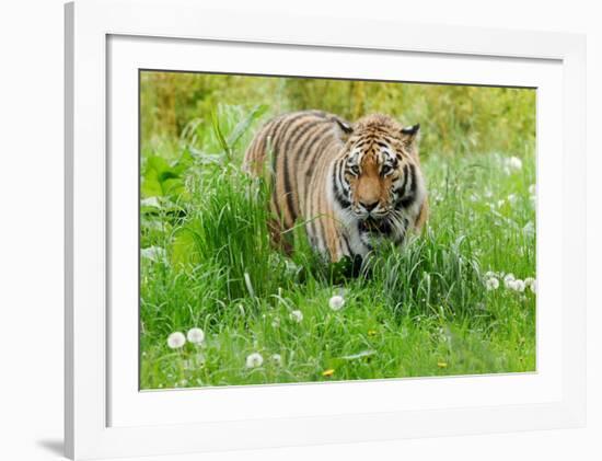 Tiger Amongst Dandelion Clocks-Martin Fowkes-Framed Giclee Print