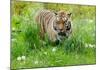 Tiger Amongst Dandelion Clocks-Martin Fowkes-Mounted Giclee Print