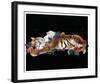 Tiger And Cub-Nancy Tillman-Framed Art Print