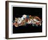 Tiger And Cub-Nancy Tillman-Framed Art Print