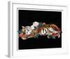 Tiger And Cub-Nancy Tillman-Framed Art Print