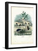 Tiger and Ground Beetles, 1863-79-Raimundo Petraroja-Framed Giclee Print