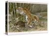 Tiger and Its Freshly Killed Prey a Deer in This Case-Wilhelm Kuhnert-Stretched Canvas