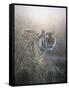 Tiger at Dawn-Jeremy Paul-Framed Stretched Canvas