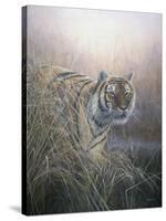 Tiger at Dawn-Jeremy Paul-Stretched Canvas