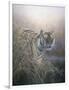 Tiger at Dawn-Jeremy Paul-Framed Giclee Print