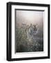 Tiger at Dawn-Jeremy Paul-Framed Premium Giclee Print