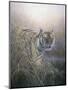 Tiger at Dawn-Jeremy Paul-Mounted Premium Giclee Print