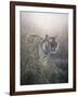 Tiger at Dawn-Jeremy Paul-Framed Giclee Print