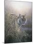 Tiger at Dawn-Jeremy Paul-Mounted Giclee Print
