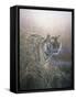 Tiger at Dawn-Jeremy Paul-Framed Stretched Canvas
