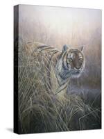 Tiger at Dawn-Jeremy Paul-Stretched Canvas