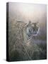 Tiger at Dawn-Jeremy Paul-Stretched Canvas