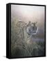 Tiger at Dawn-Jeremy Paul-Framed Stretched Canvas