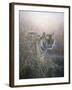 Tiger at Dawn-Jeremy Paul-Framed Giclee Print