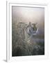 Tiger at Dawn-Jeremy Paul-Framed Giclee Print