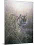 Tiger at Dawn-Jeremy Paul-Mounted Giclee Print