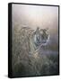 Tiger at Dawn-Jeremy Paul-Framed Stretched Canvas