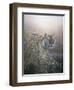 Tiger at Dawn-Jeremy Paul-Framed Giclee Print