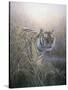 Tiger at Dawn-Jeremy Paul-Stretched Canvas