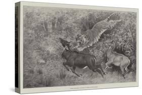 Tiger Attacking Nylghaie in their Native Jungle-Harrington Bird-Stretched Canvas