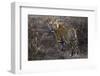 Tiger, Bandhavgarh National Park, India-Art Wolfe-Framed Photographic Print