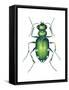 Tiger Beetle Adult (Cicindelidae), Insects-Encyclopaedia Britannica-Framed Stretched Canvas