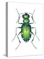 Tiger Beetle Adult (Cicindelidae), Insects-Encyclopaedia Britannica-Stretched Canvas