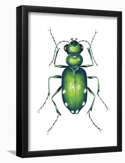 Tiger Beetle Adult (Cicindelidae), Insects-Encyclopaedia Britannica-Framed Poster