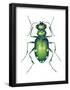 Tiger Beetle Adult (Cicindelidae), Insects-Encyclopaedia Britannica-Framed Poster
