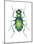 Tiger Beetle Adult (Cicindelidae), Insects-Encyclopaedia Britannica-Mounted Poster