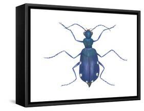 Tiger Beetle (Cicindela Sexguttata), Insects-Encyclopaedia Britannica-Framed Stretched Canvas