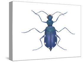 Tiger Beetle (Cicindela Sexguttata), Insects-Encyclopaedia Britannica-Stretched Canvas