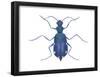 Tiger Beetle (Cicindela Sexguttata), Insects-Encyclopaedia Britannica-Framed Poster