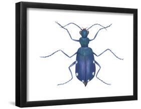 Tiger Beetle (Cicindela Sexguttata), Insects-Encyclopaedia Britannica-Framed Poster