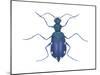 Tiger Beetle (Cicindela Sexguttata), Insects-Encyclopaedia Britannica-Mounted Poster