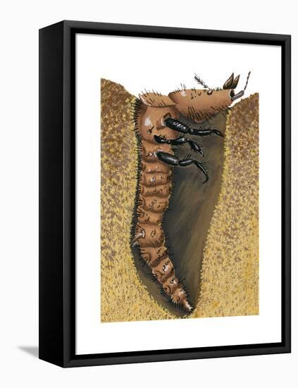 Tiger Beetle Larva (Cicindelidae), Insects-Encyclopaedia Britannica-Framed Stretched Canvas