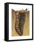 Tiger Beetle Larva (Cicindelidae), Insects-Encyclopaedia Britannica-Framed Stretched Canvas