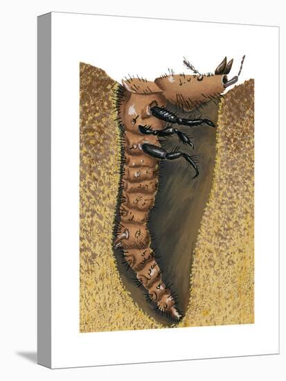 Tiger Beetle Larva (Cicindelidae), Insects-Encyclopaedia Britannica-Stretched Canvas