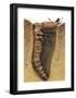 Tiger Beetle Larva (Cicindelidae), Insects-Encyclopaedia Britannica-Framed Poster