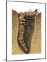 Tiger Beetle Larva (Cicindelidae), Insects-Encyclopaedia Britannica-Mounted Poster