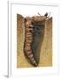 Tiger Beetle Larva (Cicindelidae), Insects-Encyclopaedia Britannica-Framed Art Print