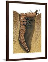 Tiger Beetle Larva (Cicindelidae), Insects-Encyclopaedia Britannica-Framed Art Print