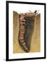 Tiger Beetle Larva (Cicindelidae), Insects-Encyclopaedia Britannica-Framed Art Print